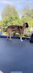 Lost Male Dog last seen franklin, Lawrence, IN 46226