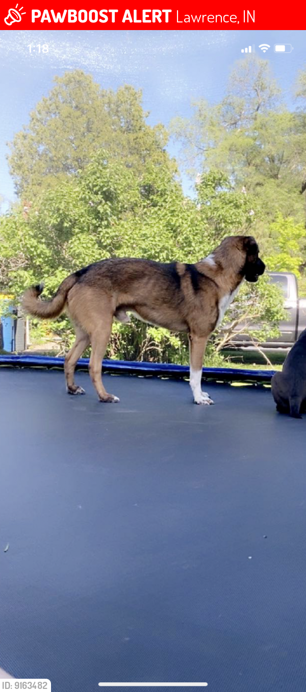 Lost Male Dog last seen franklin, Lawrence, IN 46226