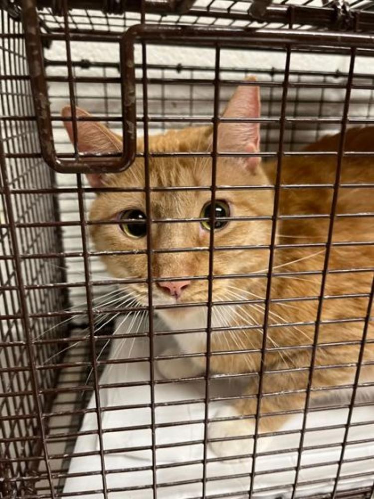 Shelter Stray Male Cat last seen Farragut, TN 37934, Knoxville, TN 37919