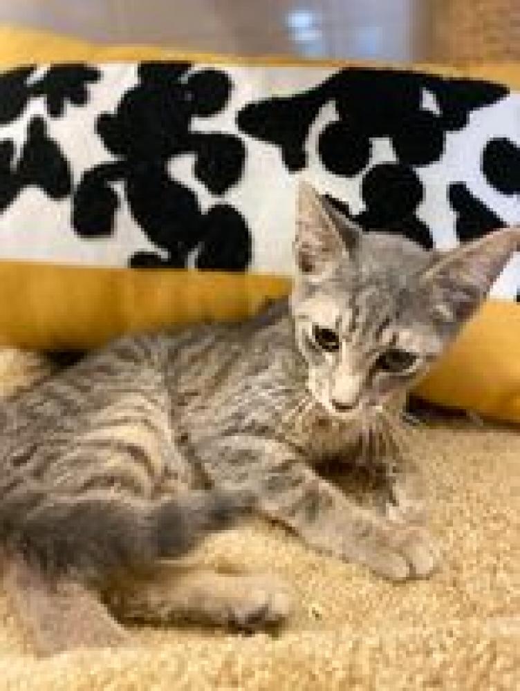 Shelter Stray Male Cat last seen Cedar Hill, TX 75104, Cedar Hill, TX 75104