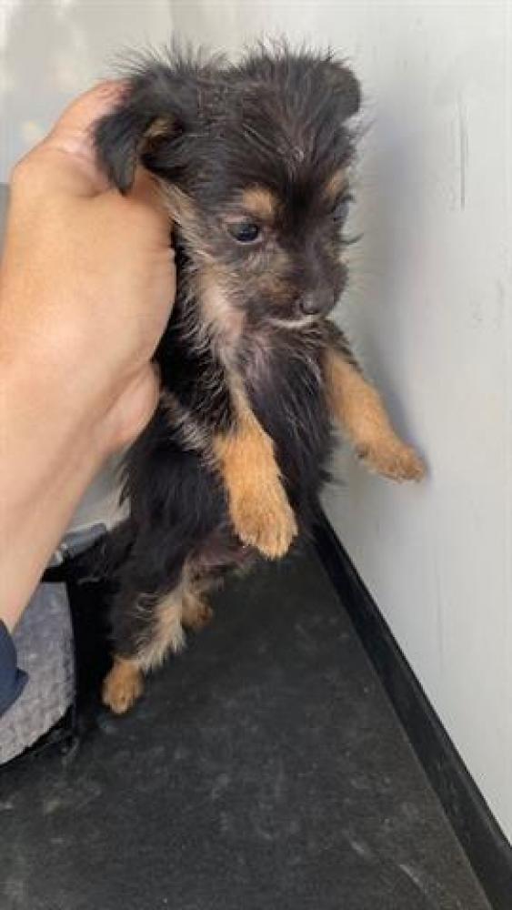 Shelter Stray Female Dog last seen Near BLK FJORD DR, BAKERSFIELD, CA, Bakersfield, CA 93307