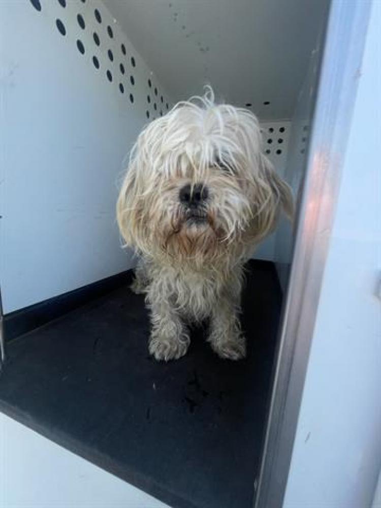 Shelter Stray Male Dog last seen Near BLK HAGGIN ST, BAKEERSFIELD CA, Bakersfield, CA 93307