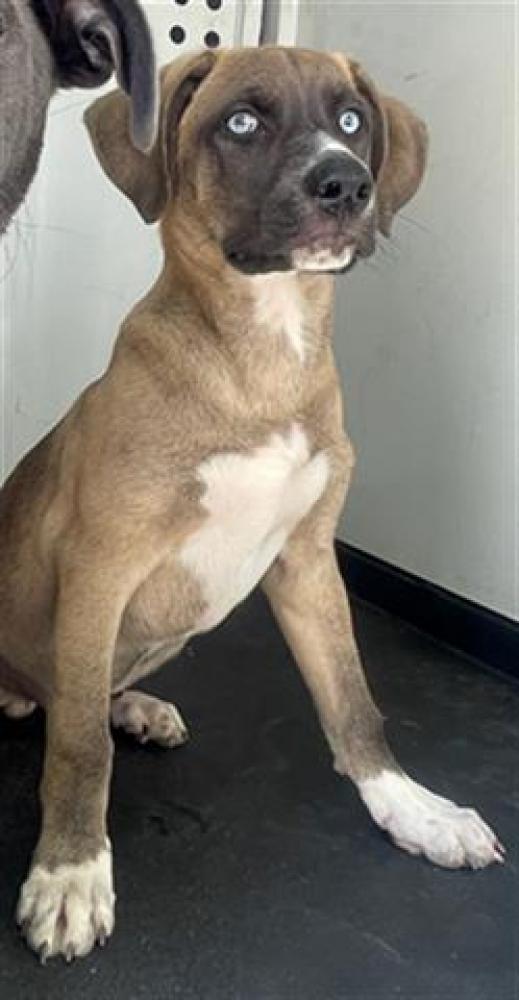 Shelter Stray Male Dog last seen Near BLK OLIVE ST, BAKERSFIELD CA, Bakersfield, CA 93307