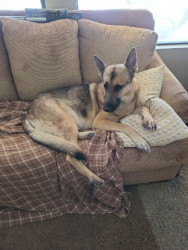 Lost Male Dog last seen Near E Orinda Ln, Green Valley, AZ 85614