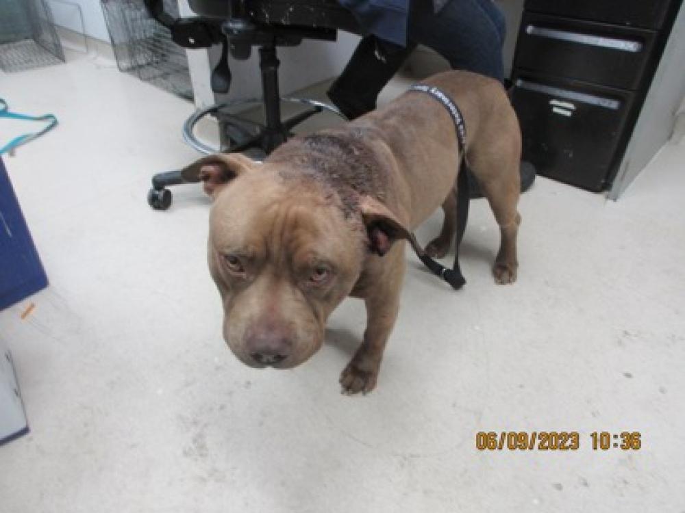 Shelter Stray Male Dog last seen Oakland, CA 94605, Oakland, CA 94601