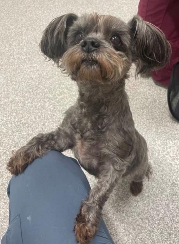 Shelter Stray Female Dog last seen Near Edson High, 21213, MD, Baltimore, MD 21230