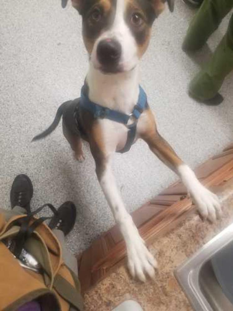 Shelter Stray Male Dog last seen Knoxville, TN 37918, Knoxville, TN 37919