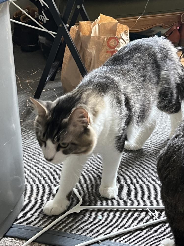 Shelter Stray Male Cat last seen Near BLK / SW CHERRY PARK RD, OR, Troutdale, OR 97060