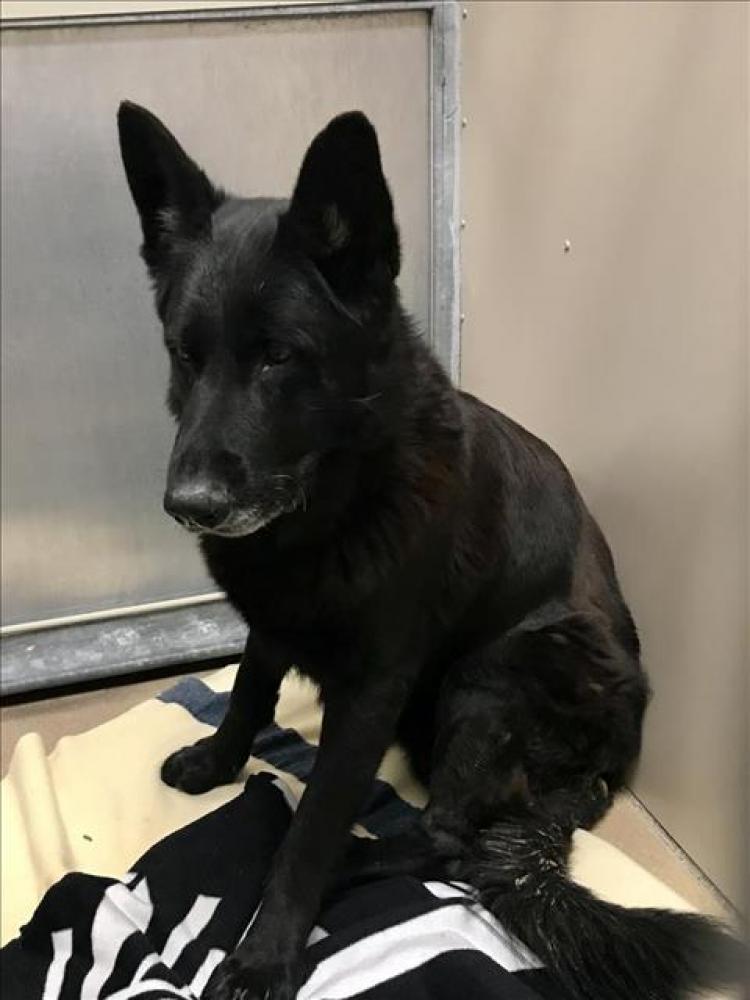 Shelter Stray Male Dog last seen ON ORMOND NEAR FOLSOM AV., Hayward, CA 94544