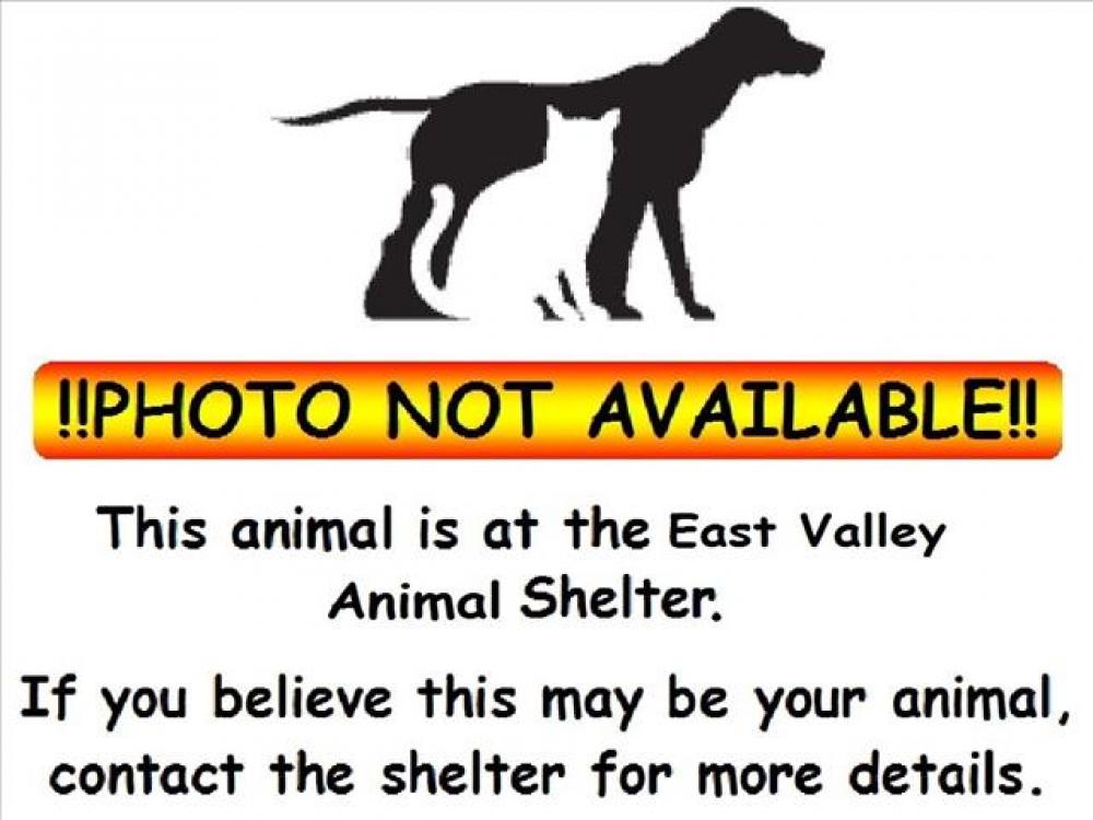 Shelter Stray Male Cat last seen , Los Angeles, CA 91405