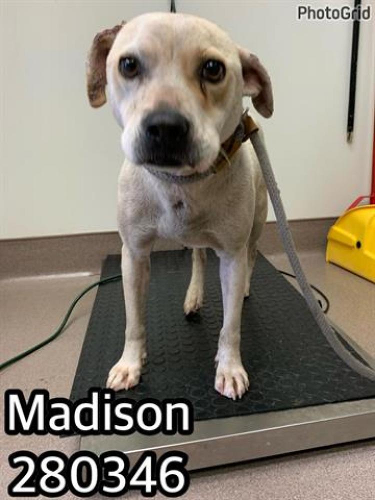 Shelter Stray Female Dog last seen MADISON ST, Macon, GA 31216