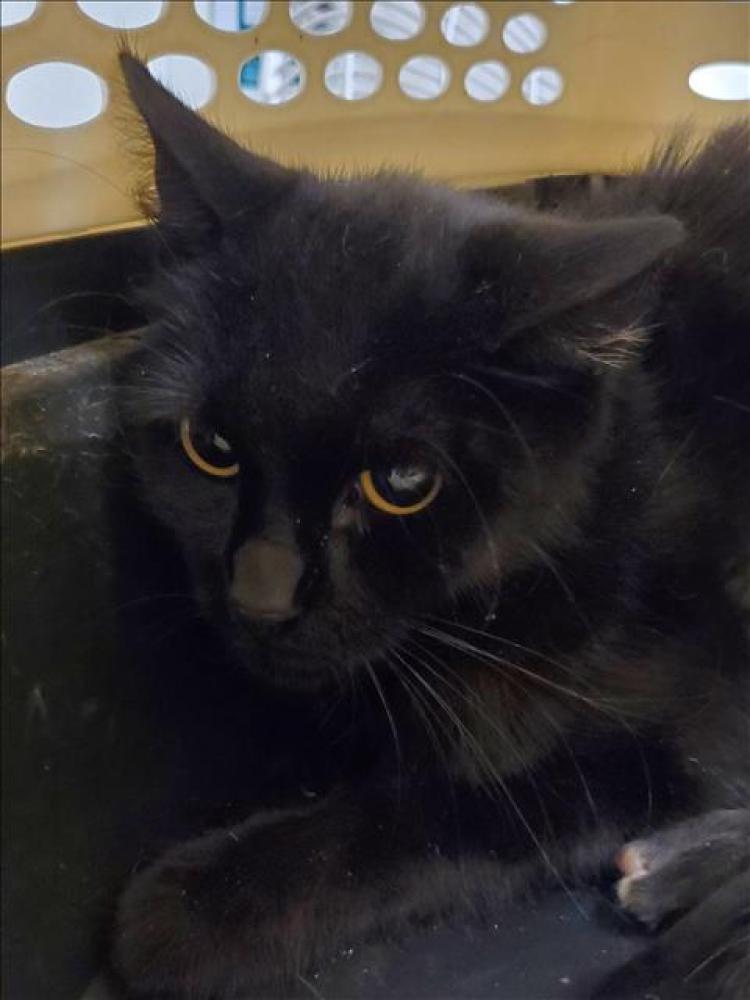 Shelter Stray Female Cat last seen Near BLOCK LUCILLE AVE, BAKERSFIELD CA. 93308, Bakersfield, CA 93308