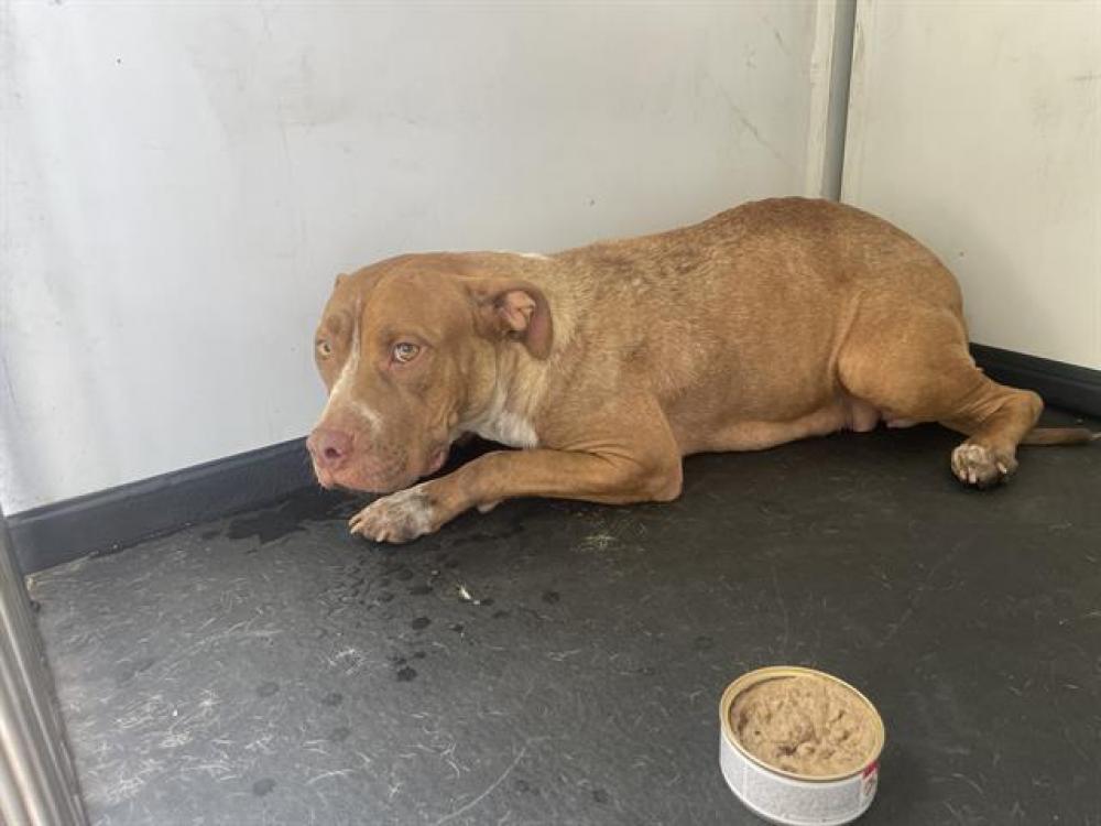 Shelter Stray Female Dog last seen Near BLK 38TH ST, BAKERSFIELD, CA, Bakersfield, CA 93307
