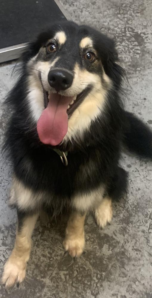 Shelter Stray Male Dog last seen Near E Columbia, SPOKANE, WA, 99212, Spokane, WA 99212