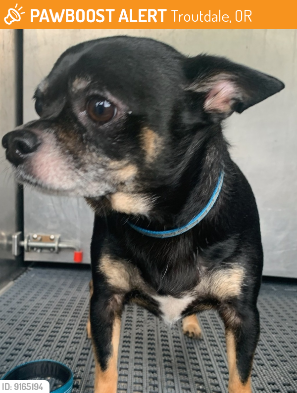 Shelter Stray Male Dog last seen OR, Troutdale, OR 97060