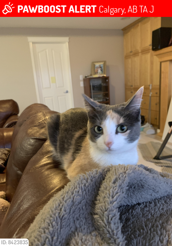 Lost Female Cat last seen Superstore near Country Hills blvd, Calgary, AB T3A 6J1
