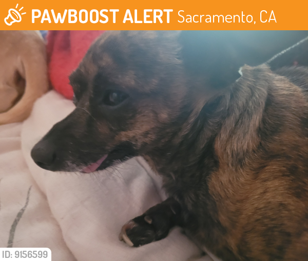 Found/Stray Female Dog last seen Grace and Austin , Sacramento, CA 95838