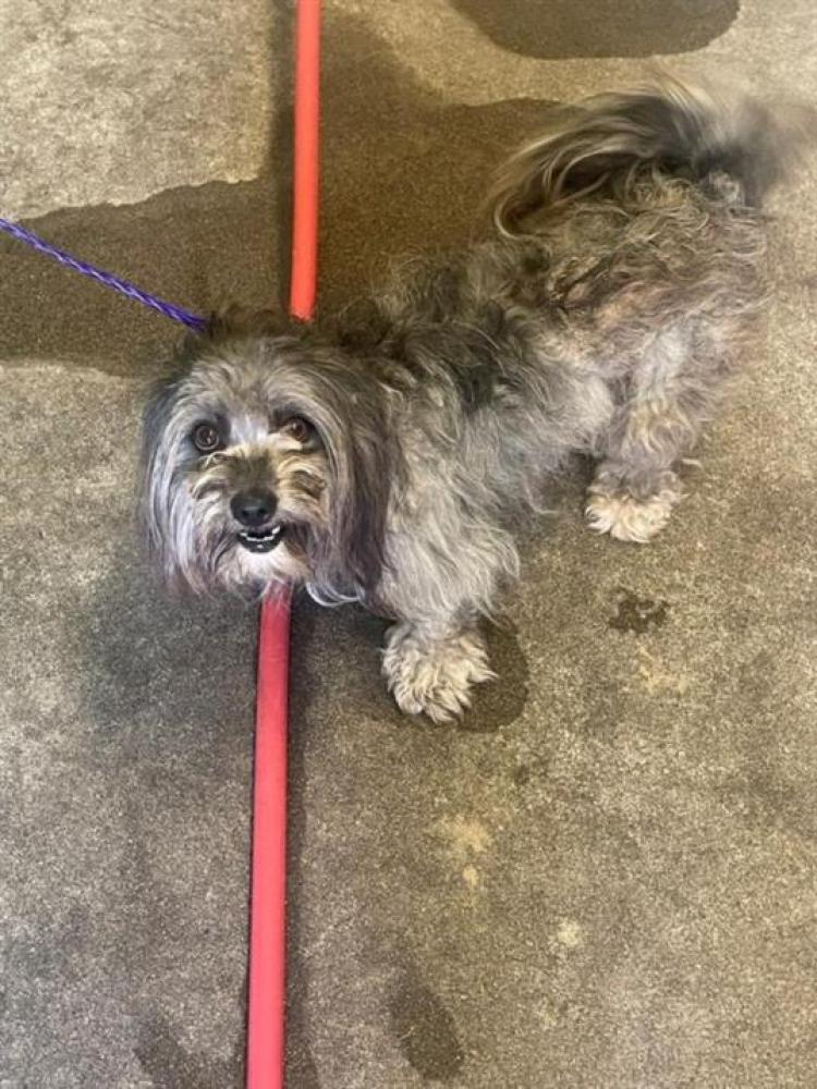 Shelter Stray Male Dog last seen 56TH AVE & 21ST ST, Sacramento, CA 95818