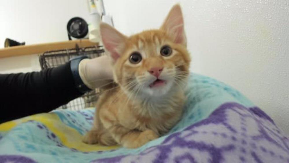 Shelter Stray Male Cat last seen KARN, Hayward, CA 94544