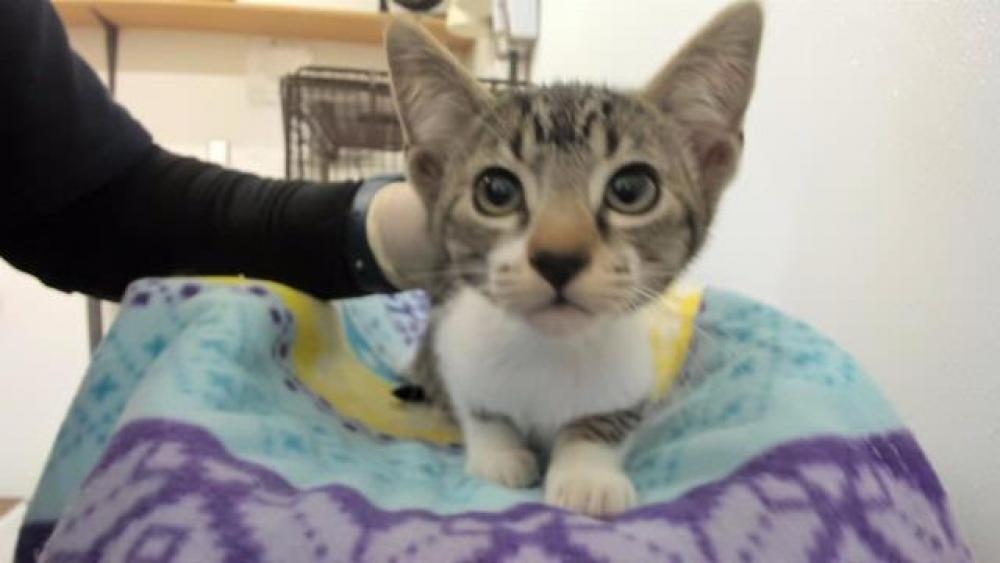 Shelter Stray Female Cat last seen KARN, Hayward, CA 94544