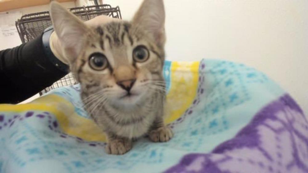 Shelter Stray Female Cat last seen KARN, Hayward, CA 94544