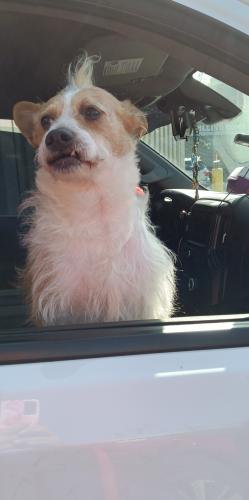 Lost Male Dog last seen High st by the shell gas station seen running towards international Blvd., Oakland, CA 94601