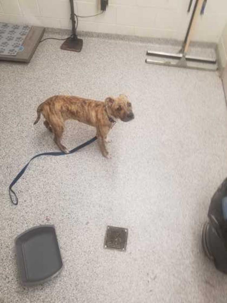 Shelter Stray Unknown Dog last seen Knox County, TN , Knoxville, TN 37919