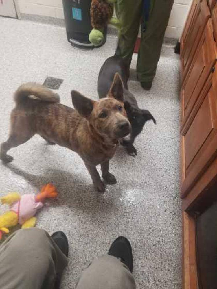 Shelter Stray Male Dog last seen Knoxville, TN 37920, Knoxville, TN 37919