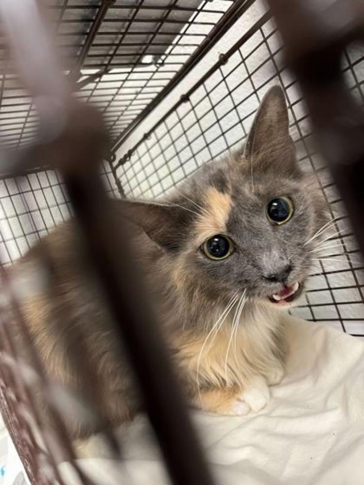 Shelter Stray Female Cat last seen Knoxville, TN 37912, Knoxville, TN 37919