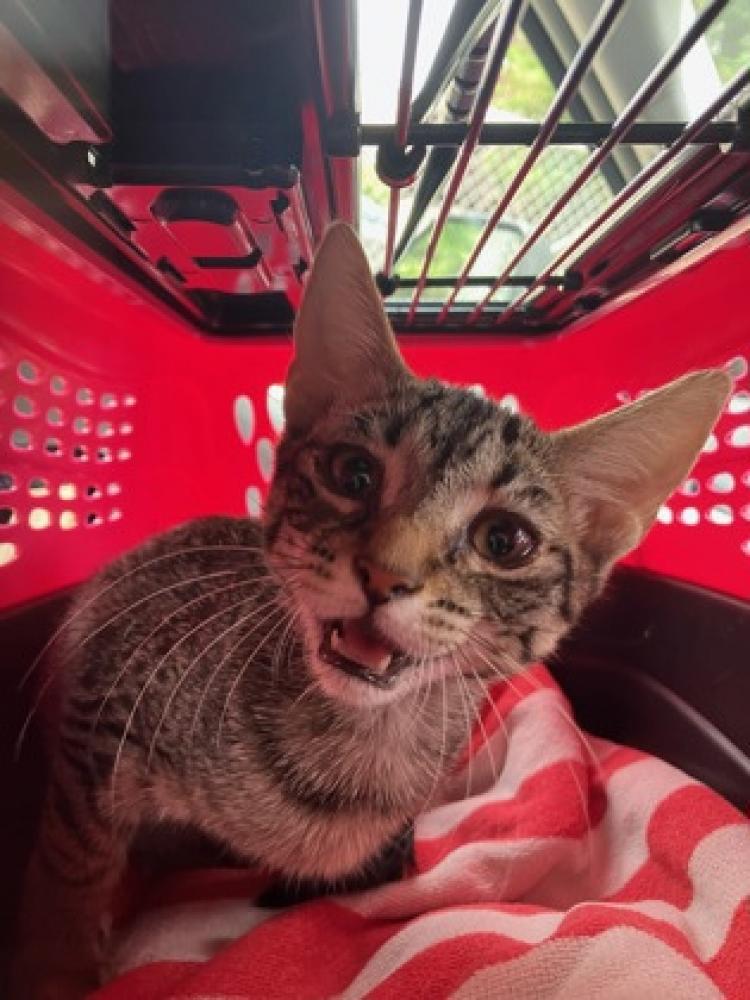 Shelter Stray Female Cat last seen Shaw & Marks, Fresno Zone Fresno City A 93722, CA, Fresno, CA 93706