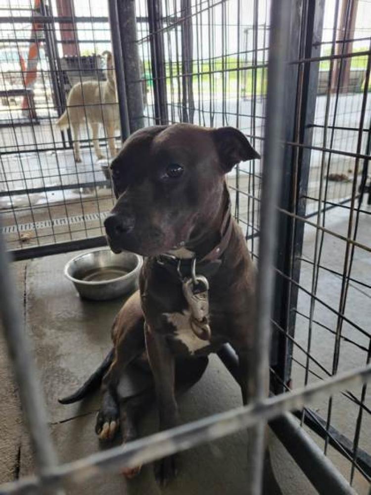 Shelter Stray Female Dog last seen Near SYCAMORE ST, 70805, LA, Baton Rouge, LA 70820