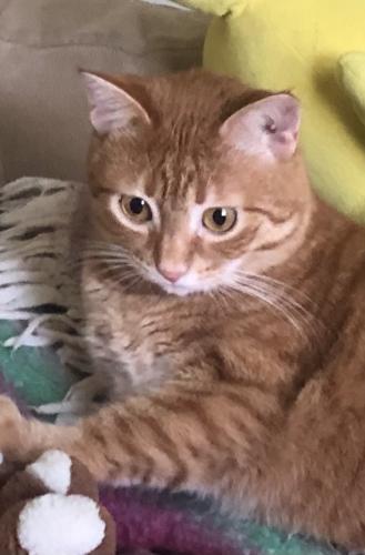 Lost Male Cat last seen Smartts Lane NE, Leesburg, VA 20176