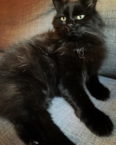 Lost Male Cat last seen Throop and 19th Street near Pilsen Food Pantry / Perez Elementary, Chicago, IL 60608