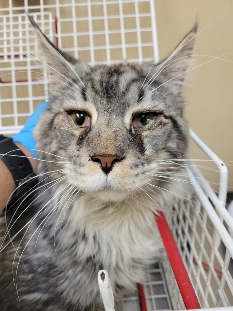 Shelter Stray Male Cat last seen Near N Pines Road, SPOKANE VALLEY, WA, 99206, Spokane, WA 99212