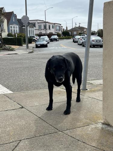 Found/Stray Female Dog last seen Near Crestlake dr, San Francisco, ca 94132, San Francisco, CA 94132