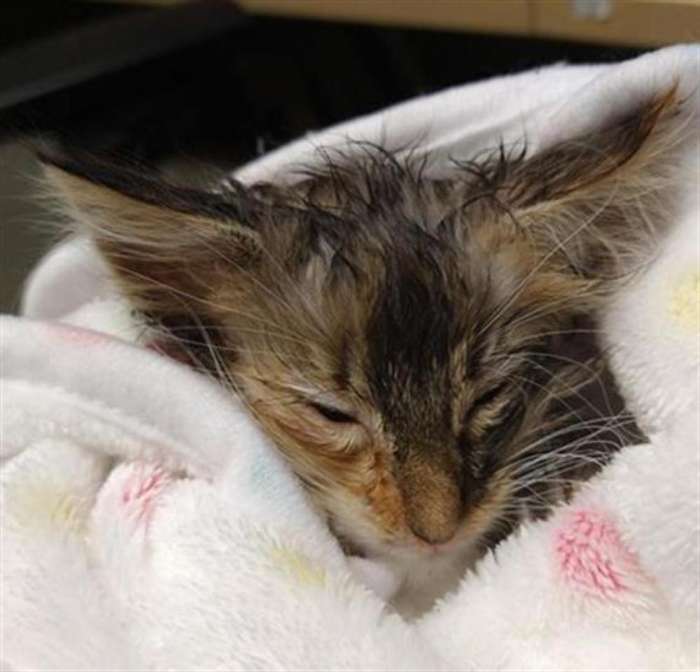Shelter Stray Female Cat last seen 24TH STREET & 53RD STREET, Sacramento, CA 95818