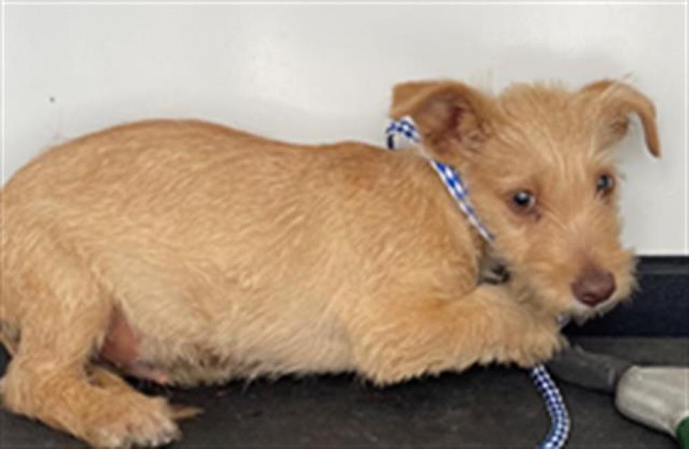 Shelter Stray Male Dog last seen Near BLOCK COLUMBUS ST, BAKERSFIELD,CA, Bakersfield, CA 93307