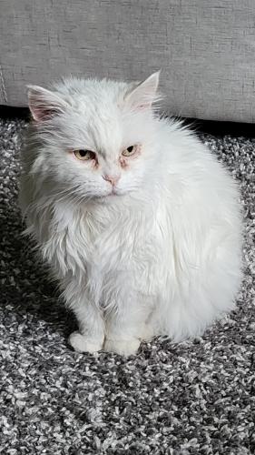 Lost Female Cat last seen Near Tarington Road, Calgary, AB T3J 3Z1