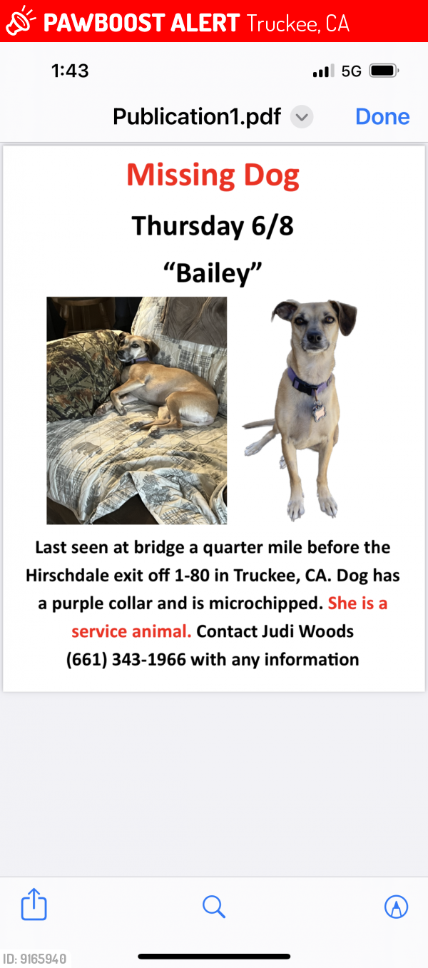 Lost Female Dog last seen Hirschdale exit HWY 80, Truckee, CA 96161