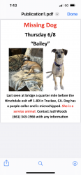 Lost Female Dog last seen Hirschdale exit HWY 80, Truckee, CA 96161