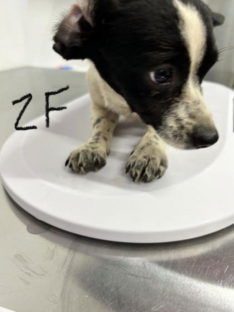 Shelter Stray Female Dog last seen Calaveras & McKenzie, Fresno Zone Fresno City E  93701, , Fresno, CA 93706