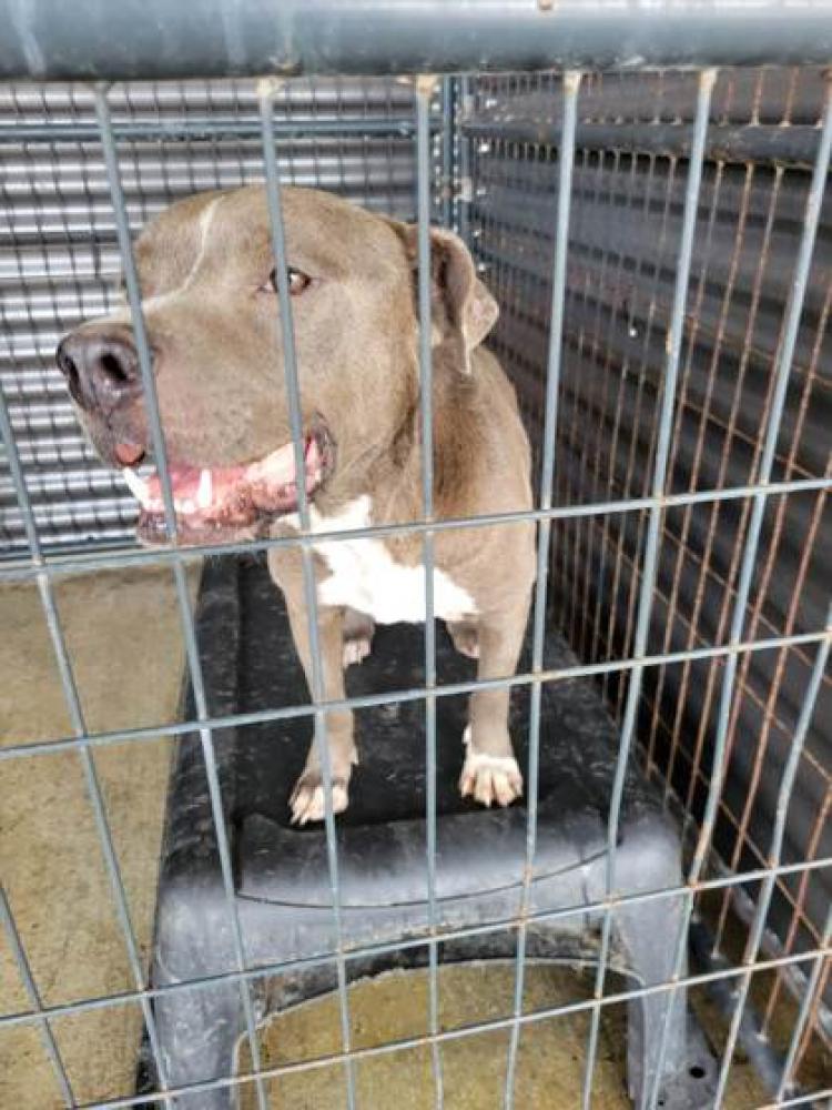 Shelter Stray Male Dog last seen Near MERRYDALE, 70812, LA, Baton Rouge, LA 70820