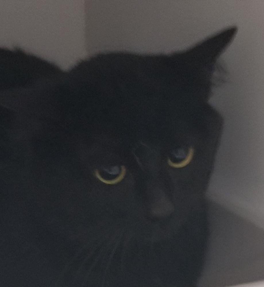 Shelter Stray Male Cat last seen Rocky Point Road, Bremerton, WA, 98312, Silverdale, WA 98383
