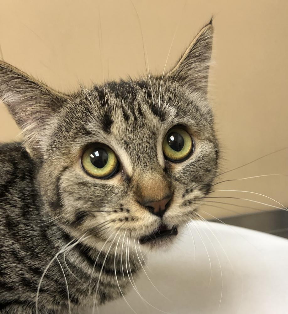 Shelter Stray Female Cat last seen Near E Indiana Avenue, SPOKANE, WA, 99207, Spokane, WA 99212