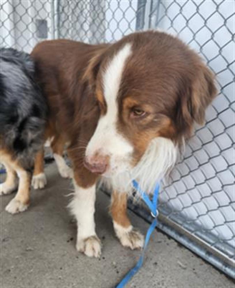 Shelter Stray Male Dog last seen Near BLOCK THREE POINTS RD, LAKE HUGHES CA 93532, Bakersfield, CA 93308