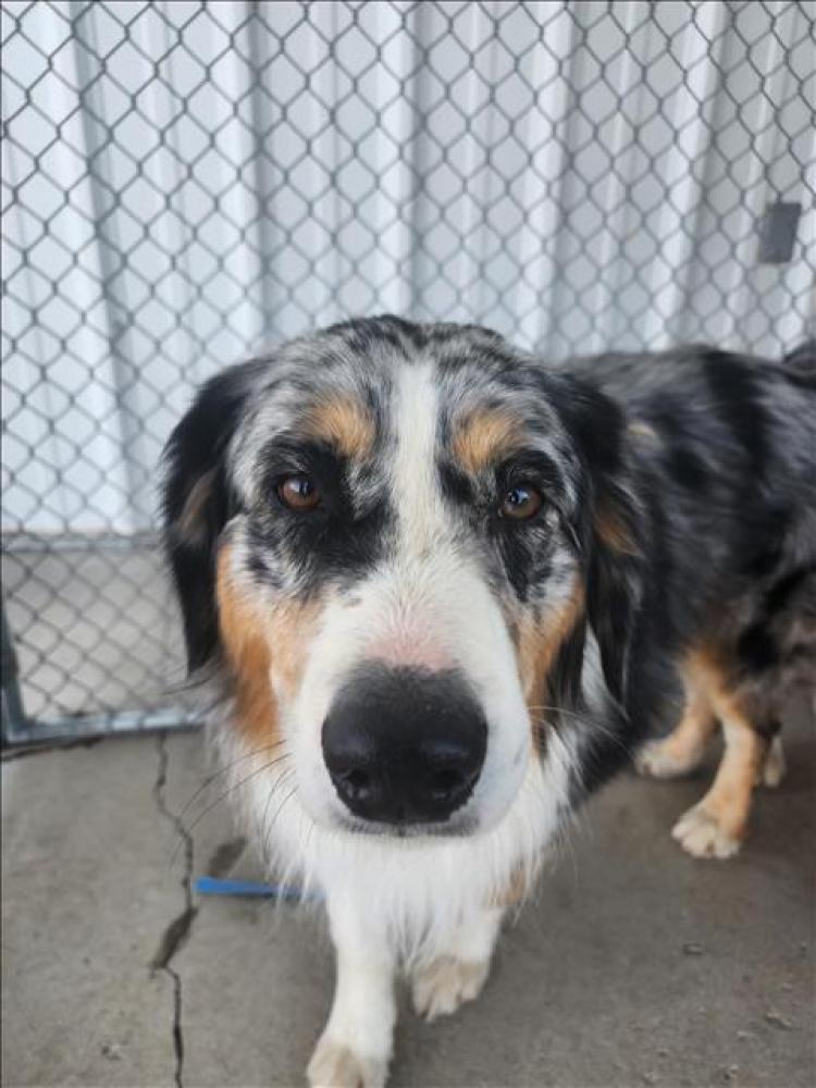 Shelter Stray Male Dog last seen Near BLOCK THREE POINTS RD, LAKE HUGHES CA 93532, Bakersfield, CA 93308