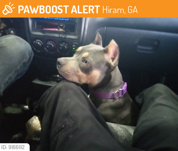Found/Stray Female Dog last seen Hirm ga, Hiram, GA 30141