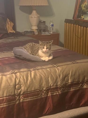Lost Female Cat last seen Shreve Ave., Penrose St.,  and N. Euclid Ave., St. Louis, MO 63115