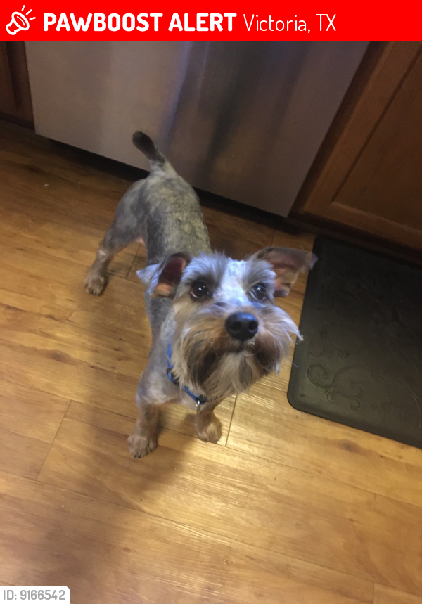 Victoria, TX Lost Male Dog, Chubbz Is Missing PawBoost