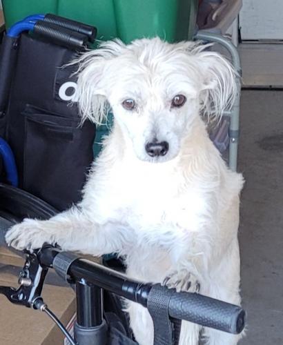 Lost Female Dog last seen Ashland and Stadler Ave , Albuquerque, NM 87114